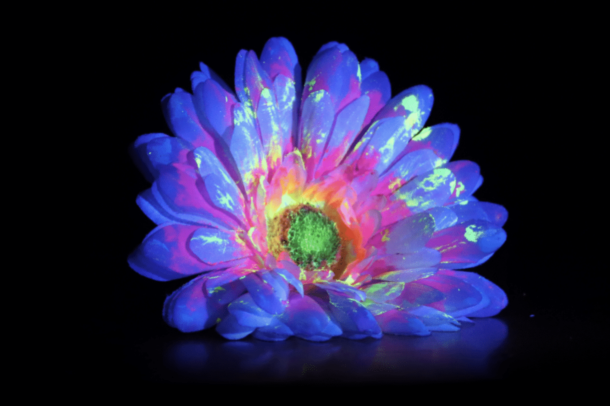 GSA Photography competition